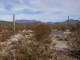 Our campsite in Organ Pipe Cactus Campground