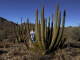 Organ Pipe cactus