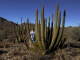 Organ Pipe cactus